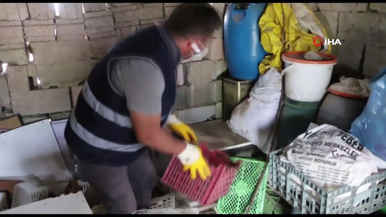 Minik kediler için iş makineleri çalışmayı durdurdu