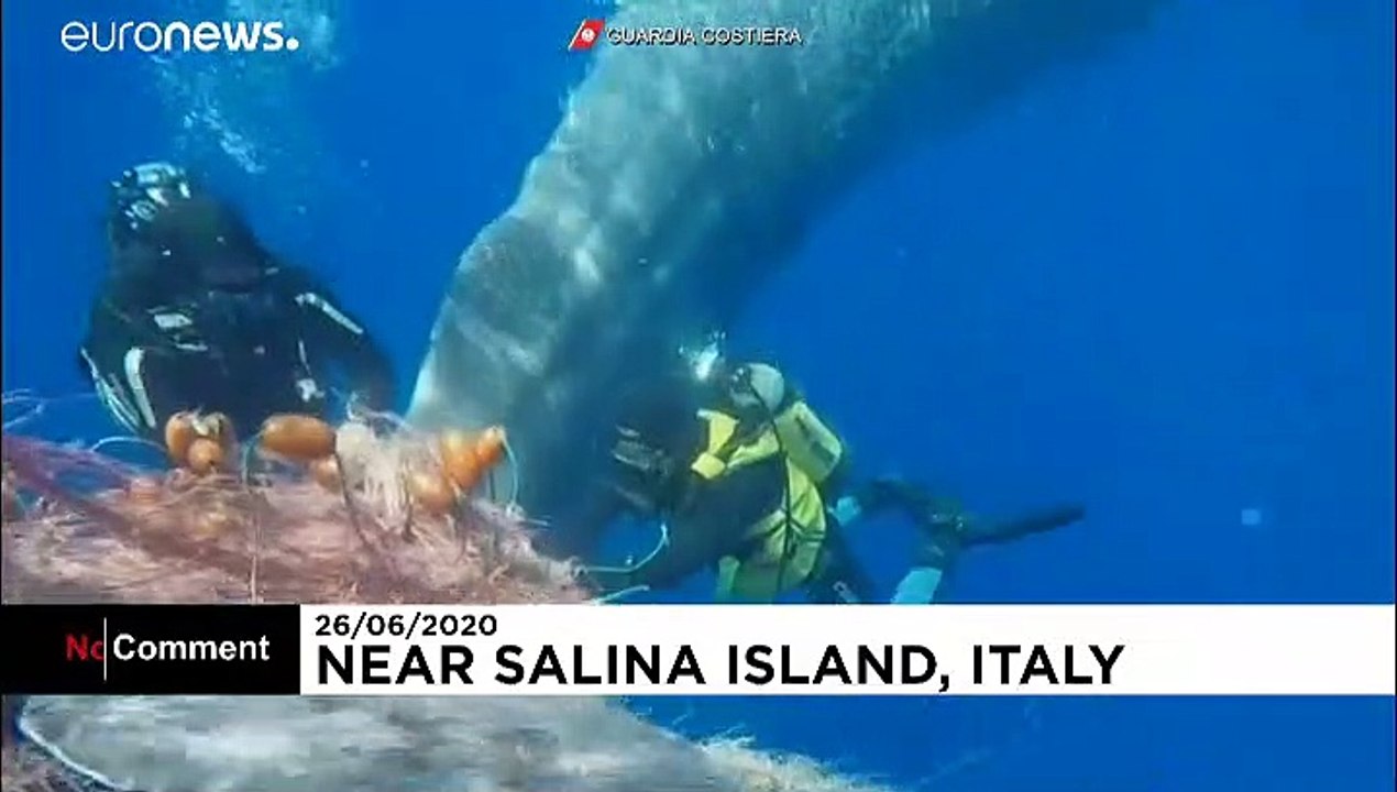 Entangled sperm whale freed by Italian Coastguard from illegal nets off Aeolian Islands