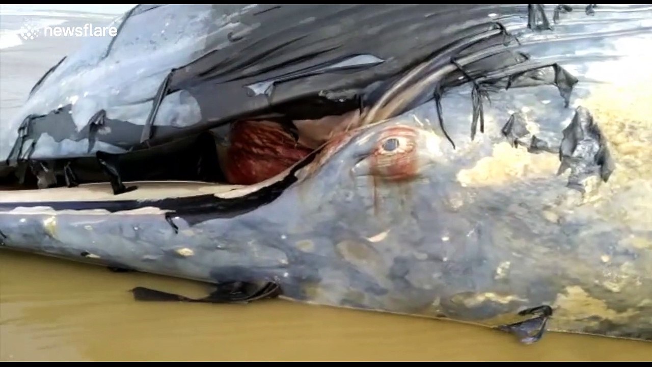 Carcass of 36-ft whale washes up on West Bengal beach