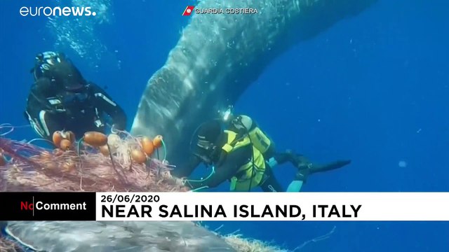 Entangled sperm whale freed by Italian Coastguard from illegal nets off Aeolian Islands