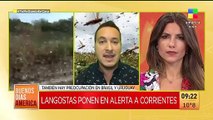 Invasión de langostas en Corrientes