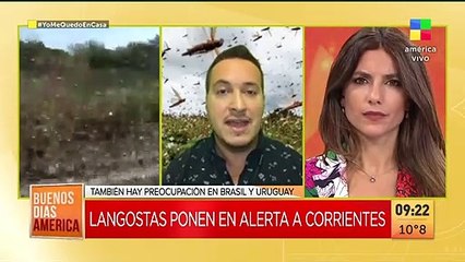Invasión de langostas en Corrientes