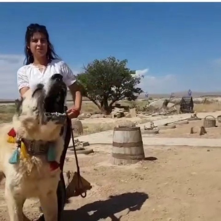 ADAMCI DEV ALA COBAN KOPEGi - ANGRY GiANT ALA SHEPHERD DOG