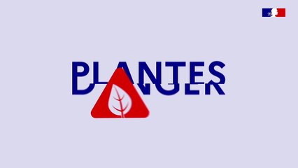 Animation : Xylella, plantes en danger