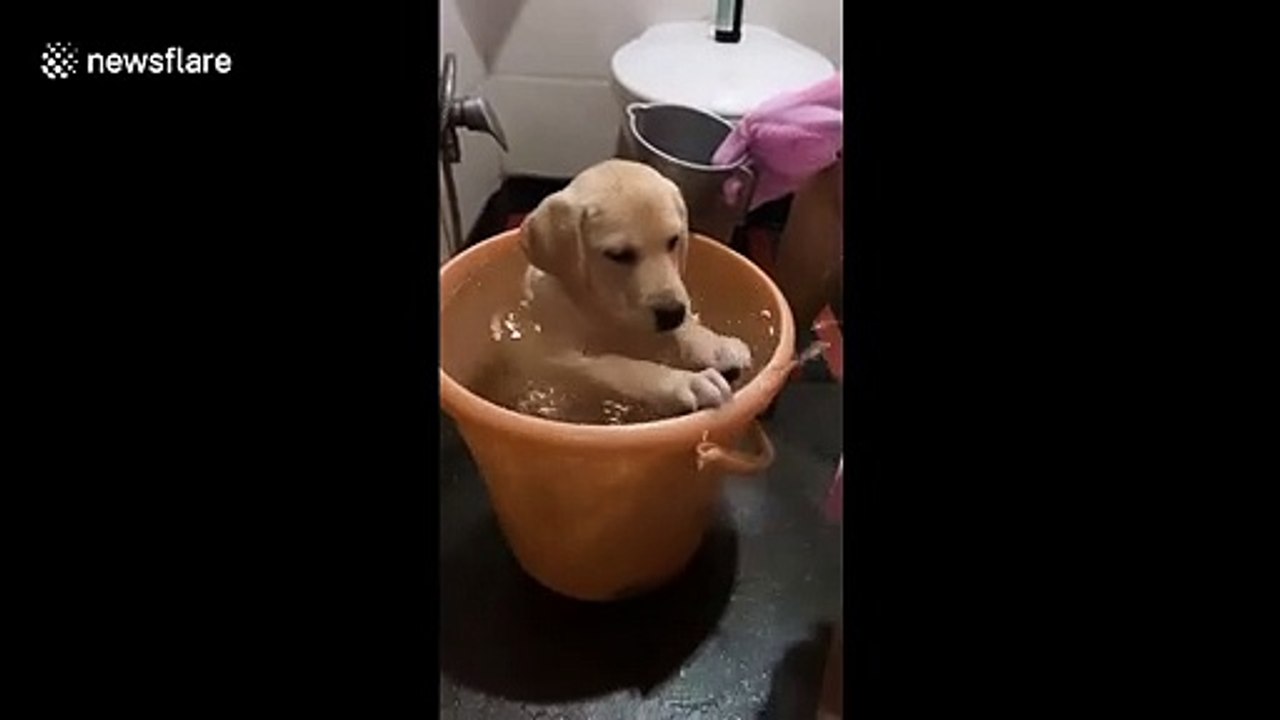 'It’s me, Michelle Phelps!' Cute pup in India plays in a plastic tub full of water