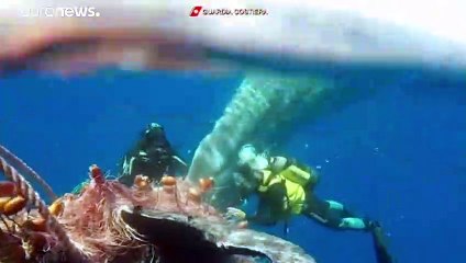 Taucher befreien Pottwal aus Fischernetz