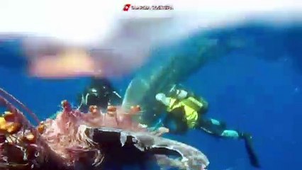 Pris dans des filets, un jeune cachalot sauvé au large de la Sicile