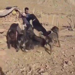 iRAN SARABi COBAN KOPEKLERi - PERSiAN SARABi SHEPHERD DOGS