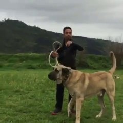 DEV ANADOLU COBAN KOPEGi - GianT ANATOLiAN SHEPHERD DOG
