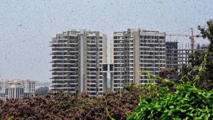 Locust swarms attack Gurgaon, Delhi outskirts