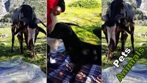 Cutes Funny Black Mountain Goats Want To Eat Animals Life