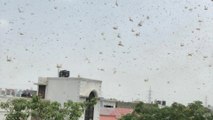 Locust attack rattles Gurgaon, several districts of Haryana