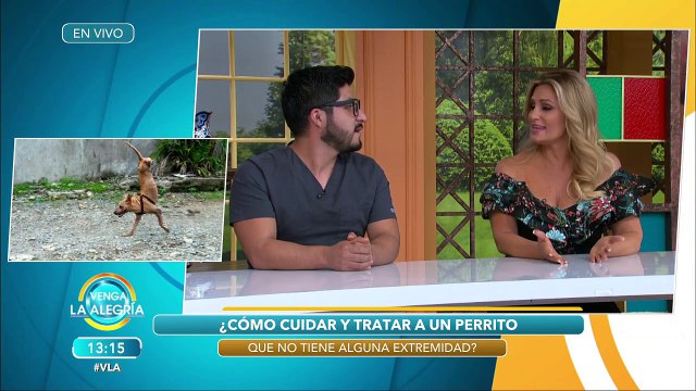 ¡A mi perro le falta una patita! ¿Cómo debo cuidarlo? Un veterinario lo explica. | Venga La Alegría