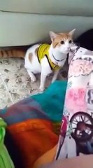 Ce chat est le meilleur commentateur de Football... Goaaaaaaaaaal