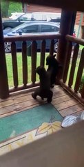 Elle trouve 2 oursons en train de jouer sur sa terrasse. Moment magique