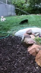 Cat Loves to Play With Water Hose