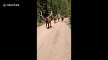 Bikers encounter 6 trophy bull elks in Colorado's Rocky Mountain National Park