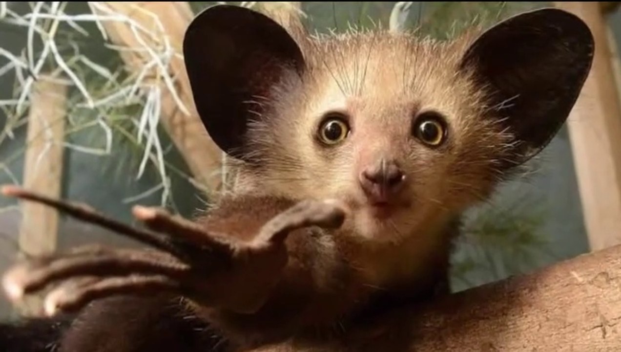 10 Unique Animals You Won't Believe Exist. Strange Animals.