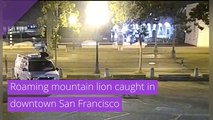 Roaming mountain lion caught in downtown San Francisco , and other top stories from June 29, 2020.