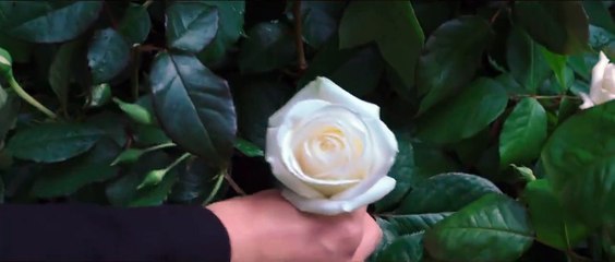 Hunger Games : la révolte, 2e partie (2015) - Bande annonce