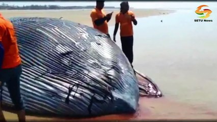 মন্দারমনি সৈকত ভেসে এলো মৃত তিমি