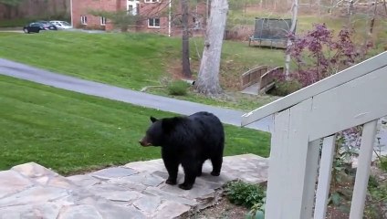 4 énormes ours se baladent dans votre jardin !