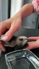 Il donne de l'eau à un oiseau assoiffé.. qui repart ensuite !