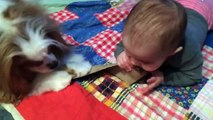 Videos para niños ★ Divertidos videos de comedia para bebés y animales y falla