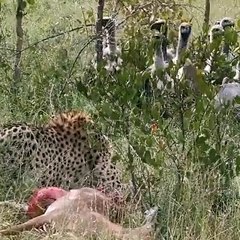 Vultures scavenge a meal from a cheetah, but a lion scavenges it from all of them