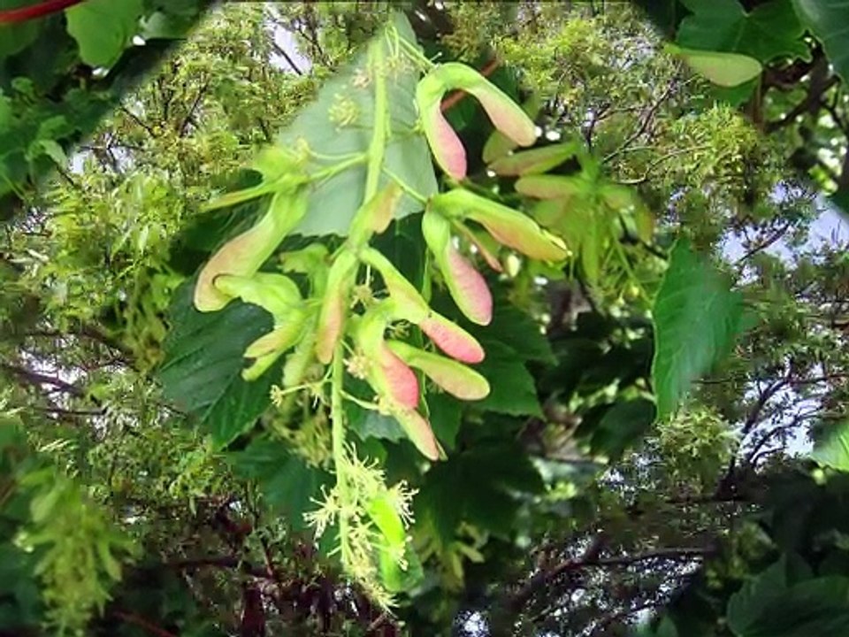 Trees in Springtime