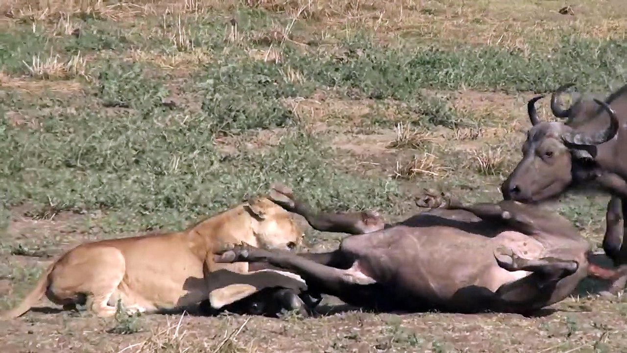 lioness_holding_the_bufalo(720p)
