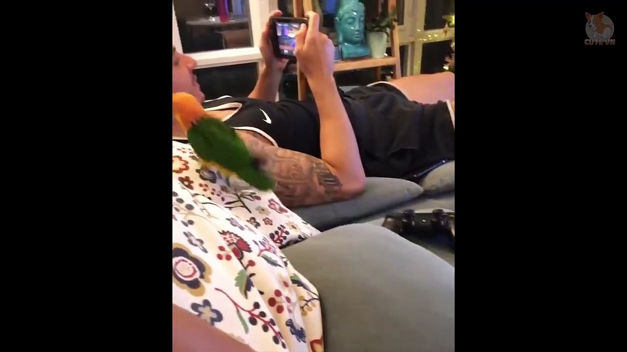 Lindos loros haciendo cosas divertidas - Los loros más lindos del mundo