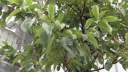 6월 30일 김진의 돌직구쇼 오프닝