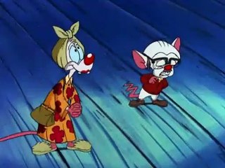 Pinky y Cerebro - Este viejo raton