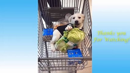 Cute Pets And Funny Animals Compilation #1 - Pets Garden