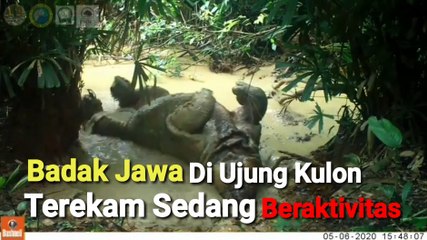 Bikin Gemas, Badak Jawa Terekam Beraktivitas di Ujung Kulon
