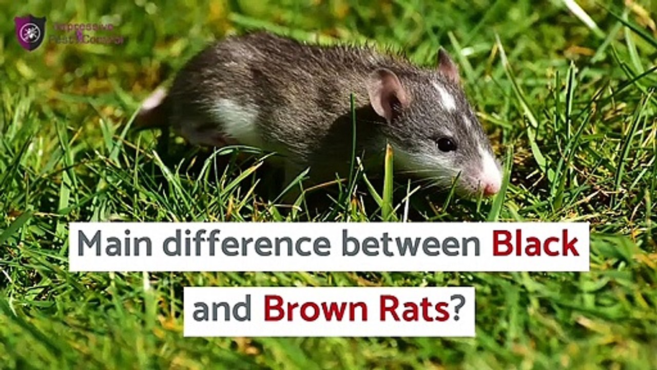 How to get rid of Rats | Impressive Pest Control