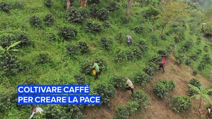Coltivare caffé per creare la pace in Colombia