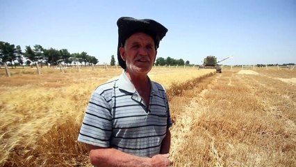 محاصيل القمح الوفيرة تنعش آمال السوريين وسط أزمة معيشية خانقة