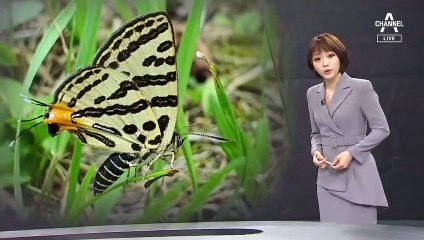 [뉴스A 클로징]최숙현 선수, 짓밟힌 나비의 꿈