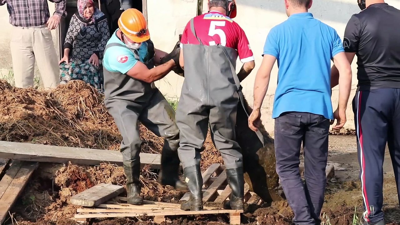 Gübre yığınına saplanan buzağıları itfaiye kurtardı - BOLU