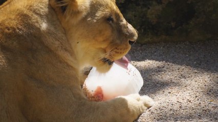 Bioparc Valencia da helados a los animales para combatir el calor