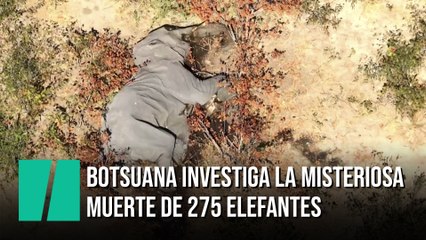 Botsuana investiga la misteriosa muerte de 275 elefantes en los últimos días
