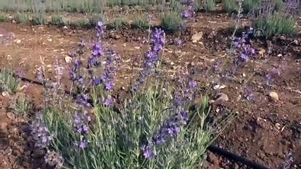 Lavanta hasadı yapıldı - BATMAN