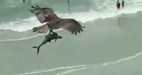 Download Video: Est-ce que cet oiseau vient d'attraper un requin ? Une scène surréaliste sur une plage a laissé les badauds stupéfaits