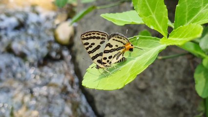 [서울] 멸종위기 2급 '쌍꼬리부전나비' 남산공원에 15년째 서식 / YTN