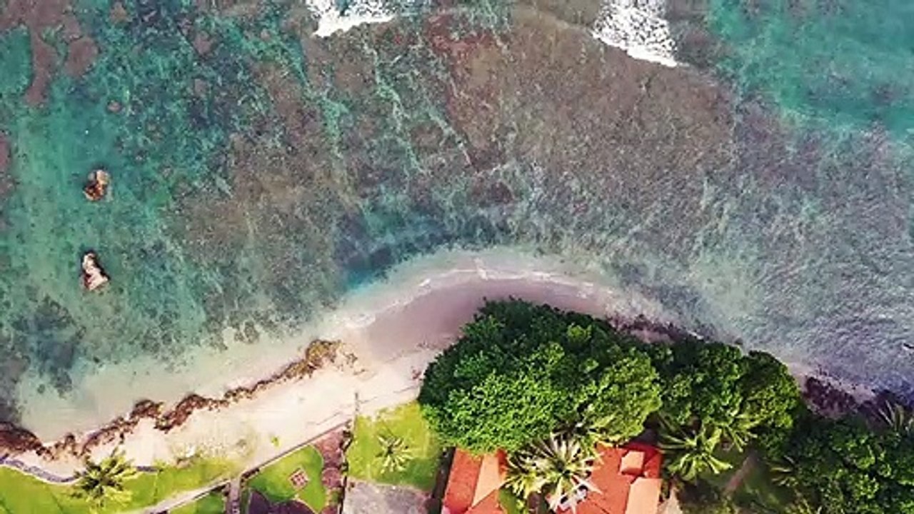 Relax with the calm sea and waves, cute birds, and relaxing music