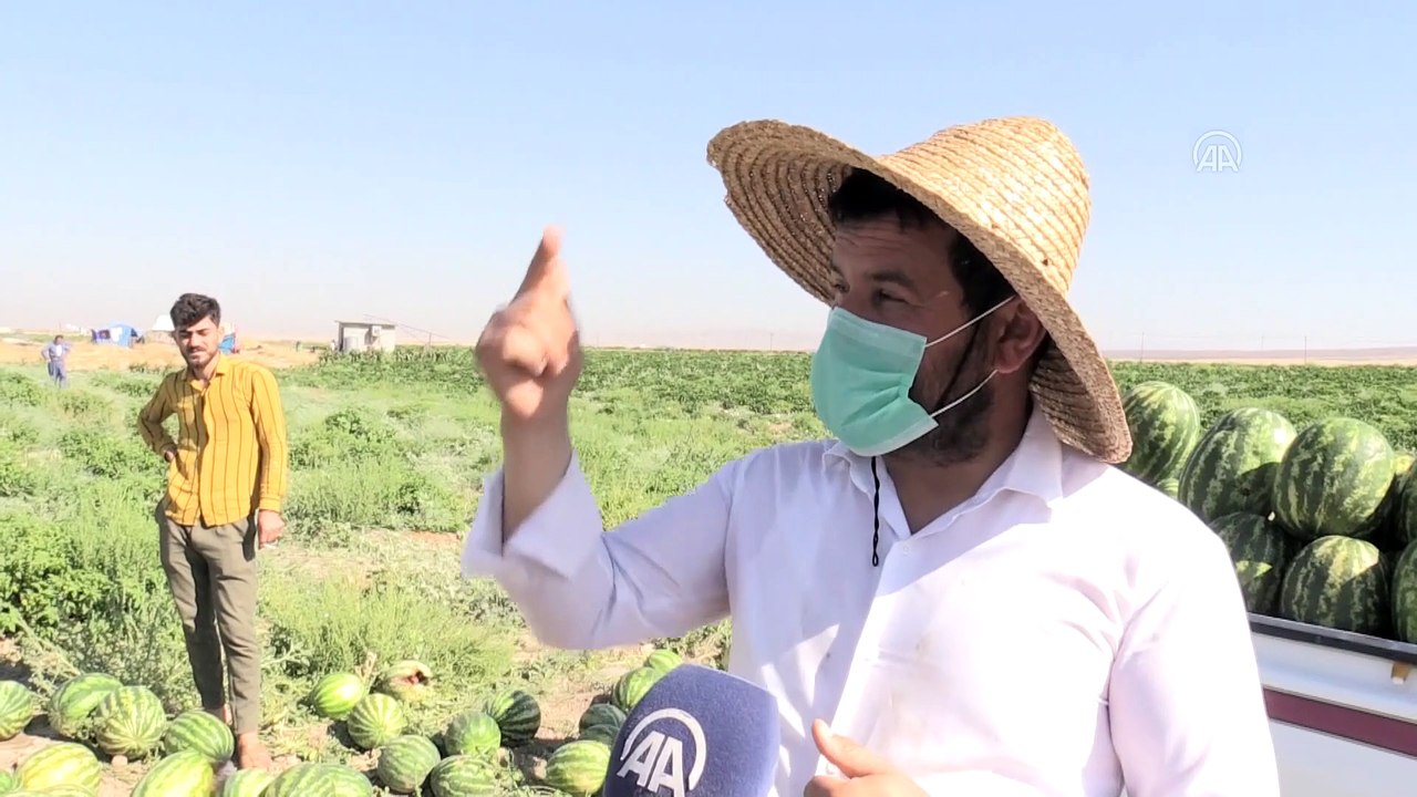 Irak'ta Kovid-19 ve zayıflayan alım gücü nedeniyle çiftçilerin ürünleri tarlada kaldı - ERBİL/DUHOK