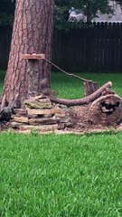 Backyard Squirrel Circus