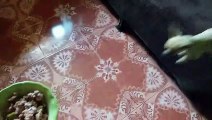 Doggy Spins Into a Frenzy Over Taco Treat